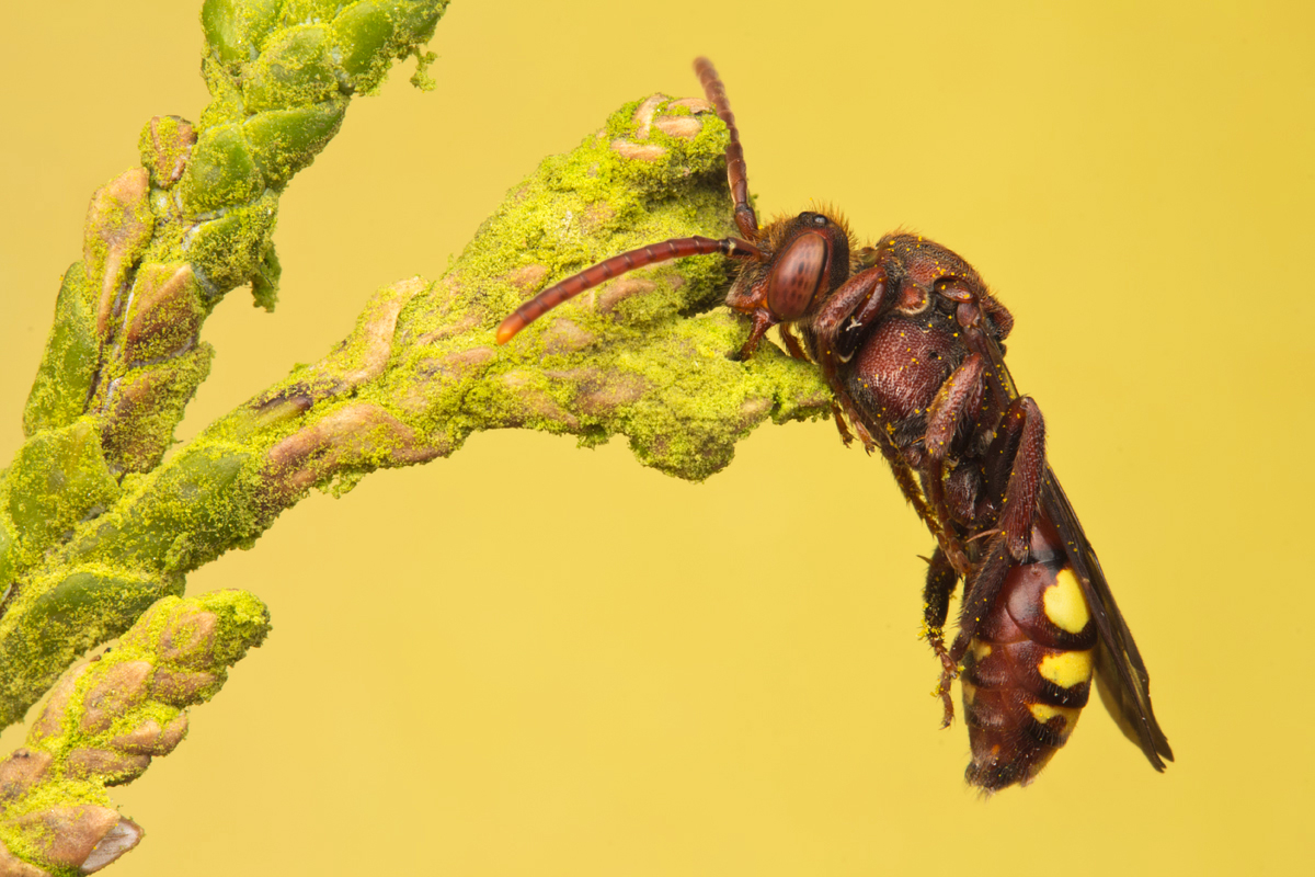 Sleeping Nomada Bee 3